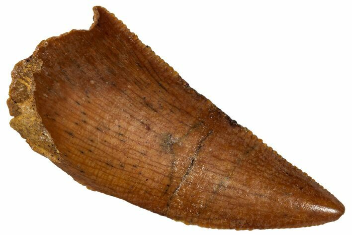 Serrated, Raptor Tooth - Real Dinosaur Tooth #285223